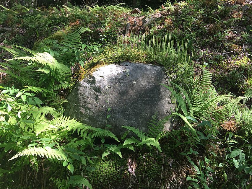 rock surrounded by ferns